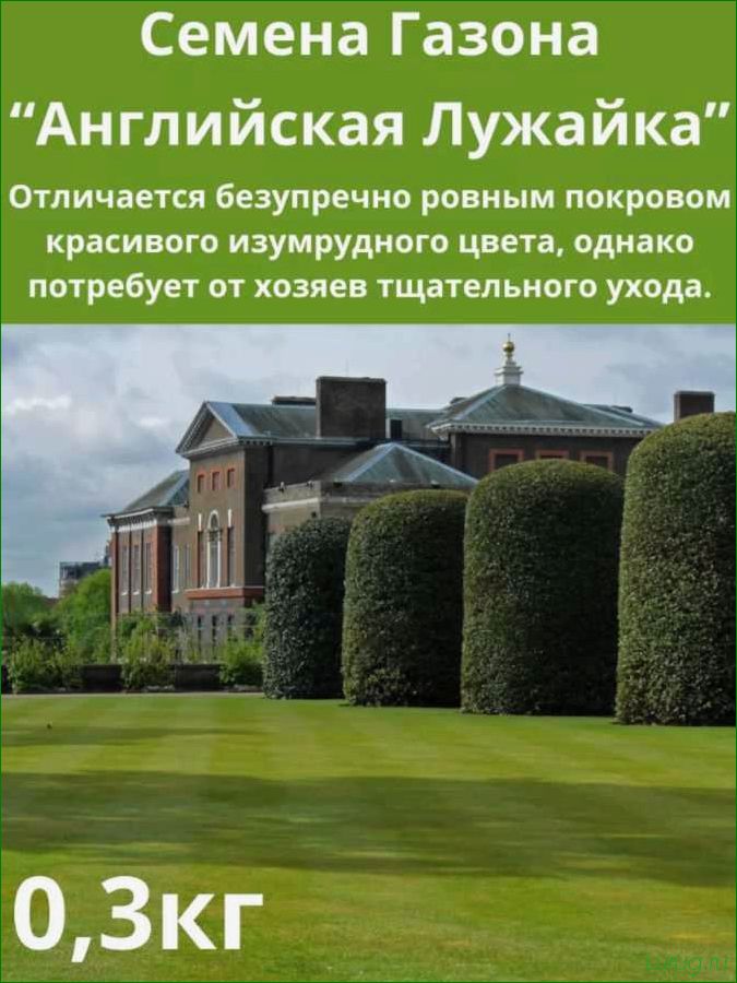 (идеальный, партерный, газон, сада) Идеальный партерный газон для вашего сада